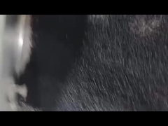 مُجفف أسود مُجفف أساسي